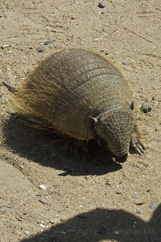 20071209 105635 D2X 2800x4200.jpg - Armadillo, Puerto Madryn